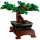 Albero Bonsai