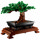 Albero Bonsai