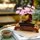 Albero Bonsai