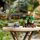 Albero Bonsai