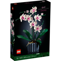 Orchidea