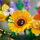 Bouquet Fiori Selvatici