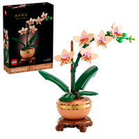 Mini-Orchidea