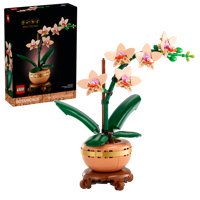 Mini-Orchidea
