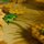 Vincent Van Gogh – Girasoli