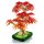 Bonsai Di Acero Rosso Giapponese