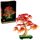 Bonsai Di Acero Rosso Giapponese