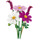 Fiori Di Cosmos