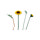 Bouquet Di Girasoli