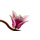 Rametti Di Magnolia