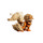Arcanine
